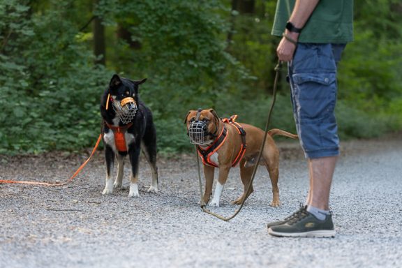 Zwei Hunde in Geschirren stehen auf einem Schotterweg neben ihrem Halter.