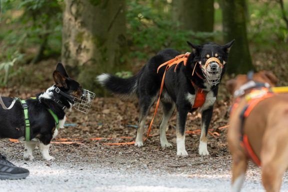 Drei Hunde in einem Wald, einer mit Geschirr, einer schaut neugierig.