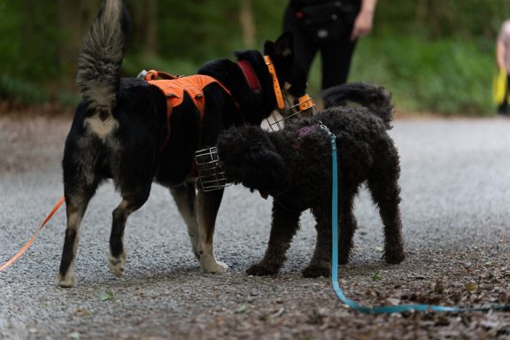Zwei Hunde schnüffeln sich an einem Waldweg an. Ein Hund trägt ein orangenes Geschirr.