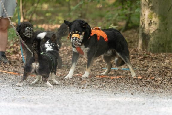 Zwei Hunde, einer mit orangefarbenem Geschirr, laufen auf einem Waldweg.