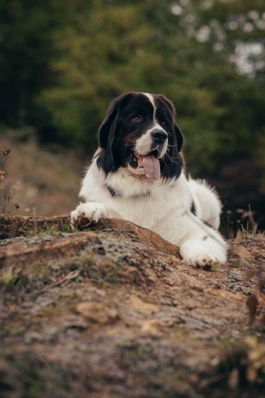Schwarzer und weißer Hund entspannt auf einem Stein in der Natur.