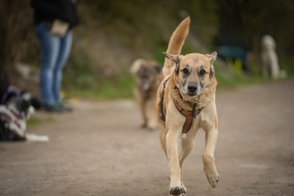 Ein Hund rennt auf einem Weg, andere Hunde sind im Hintergrund sichtbar.