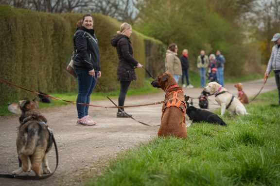 Gruppe von Menschen im Park, die mit mehreren Hunden spazieren gehen.