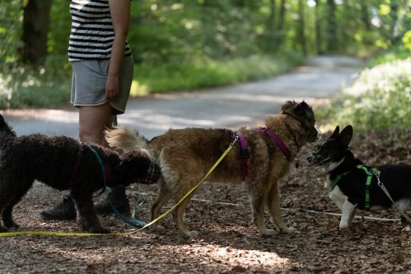 Person mit drei Hunden auf einem Waldweg, umgeben von Bäumen und Laub.