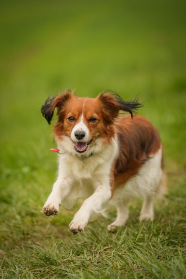 Ein fröhlicher Hund läuft über eine grüne Wiese.