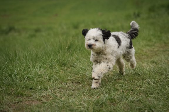 Ein kleiner, schwarz-weißer Hund läuft auf einer Wiese.
