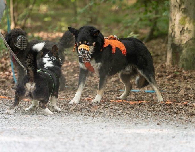 Ein großer, schwarz-weißer Hund sitzt auf einem Holzstamm in der Natur.