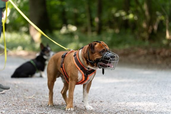 Ein Boxer mit Geschirr steht an der Leine, während ein weiterer Hund im Hintergrund sitzt.