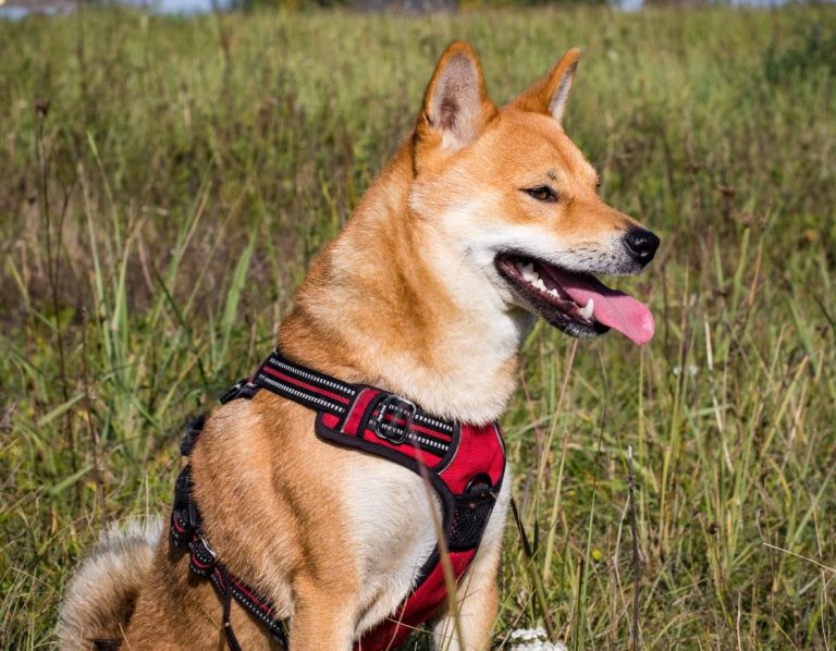 Hundeprofil eines Shiba Inu mit rotem Geschirr, stehend in hohem Gras.
