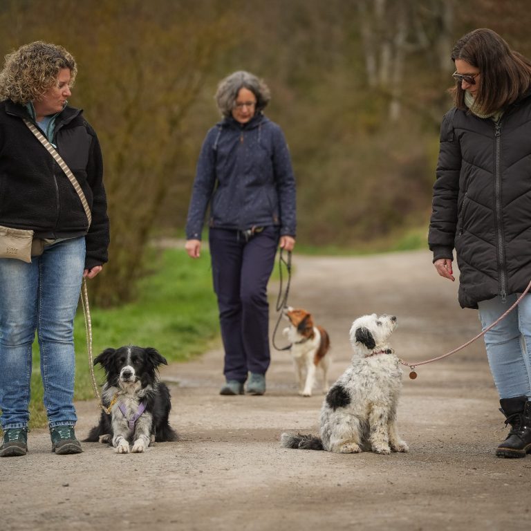 Drei Frauen spazieren mit vier Hunden auf einem Weg in der Natur.