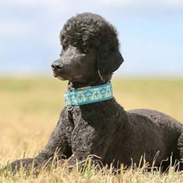 Schwarzer Pudel mit blauem Halsband sitzt entspannt auf einer Wiese.
