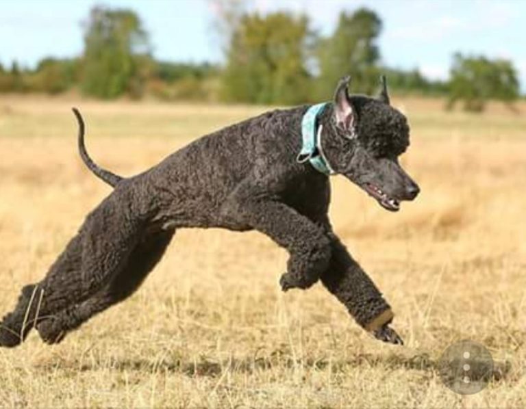 Ein schwarzer Hund springt fröhlich über eine Wiese.