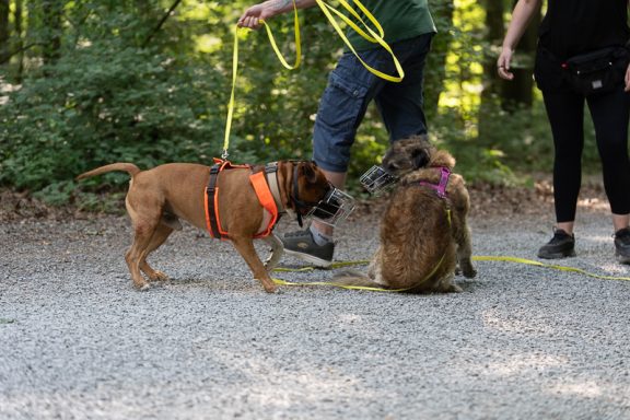 Zwei Hunde an Leinen treffen sich auf einem Waldweg, umgeben von grüner Vegetation.