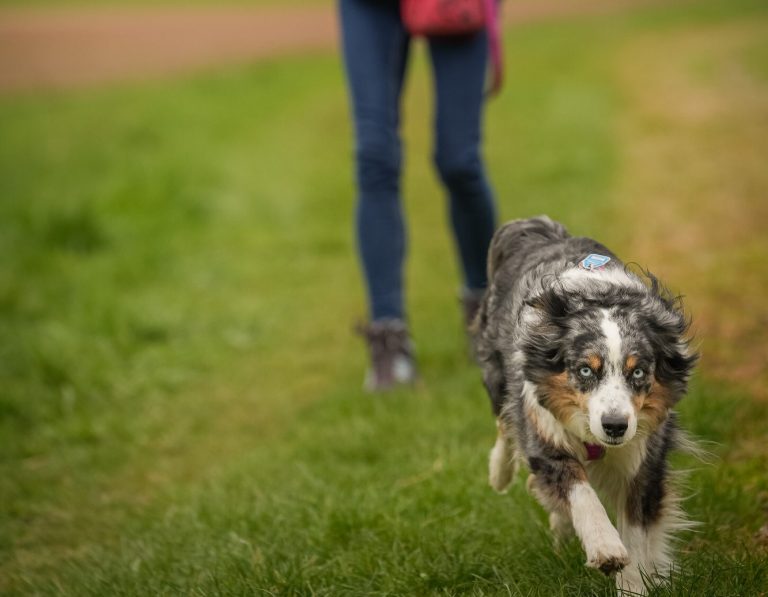 Ein Hund läuft einem Menschen auf einem grünen Feld hinterher.