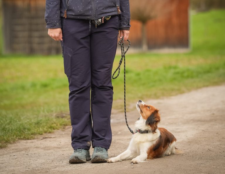 Eine Person steht auf einem Weg, ein Hund mit Leine sitzt daneben.