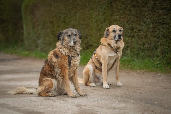 Zwei Hunde sitzen nebeneinander auf einem Weg, umgeben von grünen Hecken.
