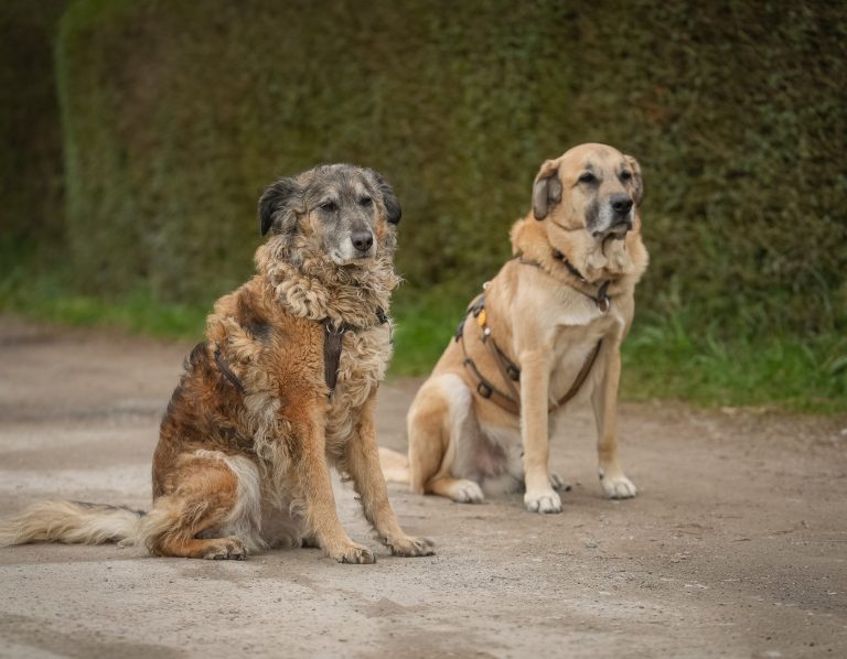 Zwei Hunde, einer braun-schwarz und der andere hellbraun, sitzen auf einem Weg.