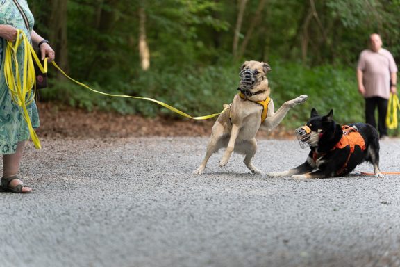 Zwei Hunde an Leinen, einer springt auf und der andere liegt am Boden. Menschen im Hintergrund.