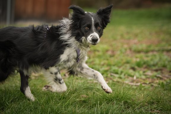 Schwarz-weißer Border Collie läuft über grünes Gras.