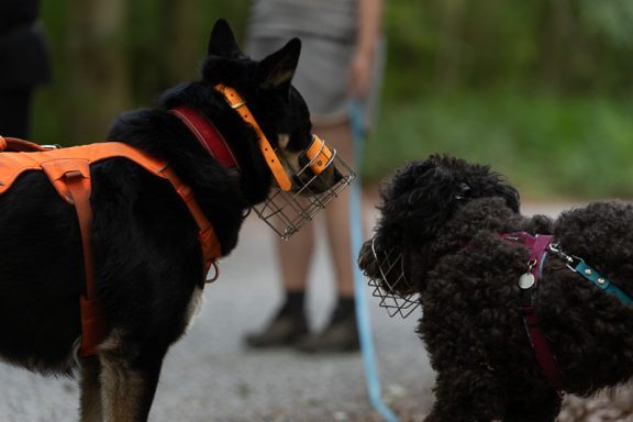 Zwei Hunde mit Geschirren stehen auf einem Weg, während Menschen im Hintergrund zu sehen sind.