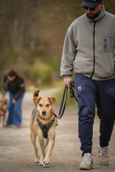 Mann mit Hund an der Leine, eine Frau geht mit zwei weiteren Hunden im Hintergrund.