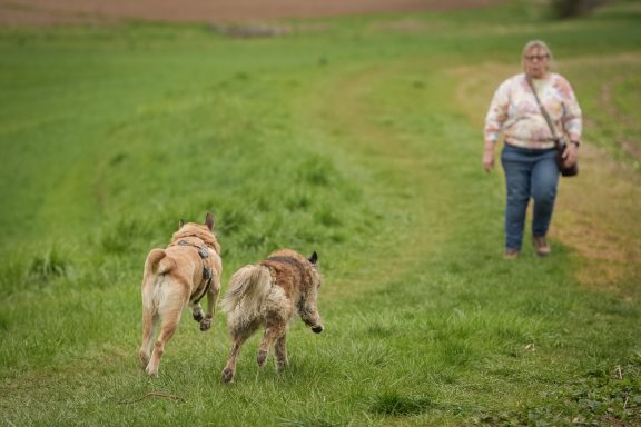 Eine Frau geht auf einem Feld, während zwei Hunde ihr vorauslaufen.