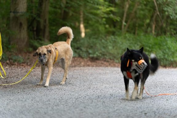 Zwei Hunde an Leinen laufen auf einem Kiesweg in einem Wald.