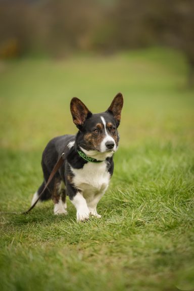 Ein kleiner, schwarzer und brauner Corgi läuft über eine grüne Wiese.