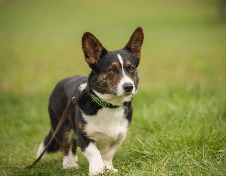 Ein Corgi läuft auf einer Wiese mit Gras im Hintergrund.