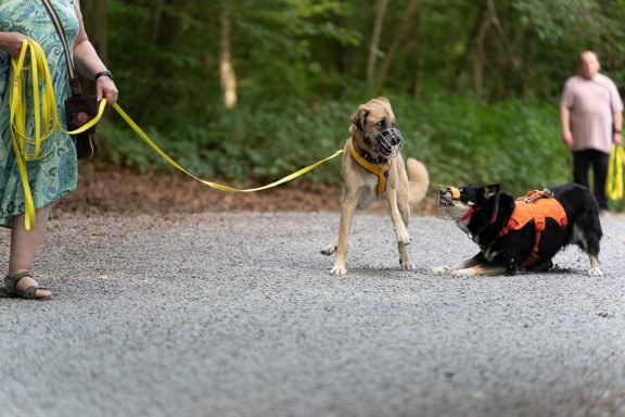 Zwei Hunde an Leinen, einer in orangefarbener Weste, im Wald auf einem Weg.
