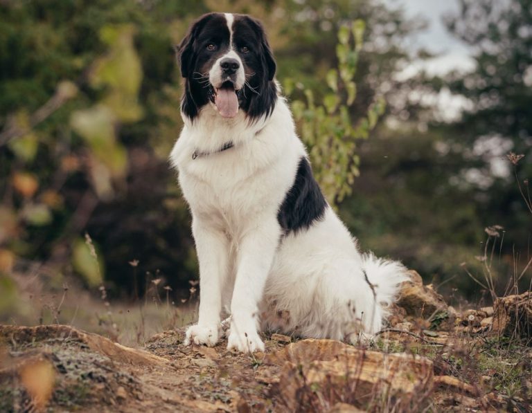 Ein großer, schwarz-weißer Hund sitzt auf einem Holzstamm in der Natur.